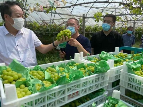 把傳統業務打造成獨特優勢 農產品流通的江蘇供銷模式